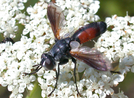 Cylindromyia sp.